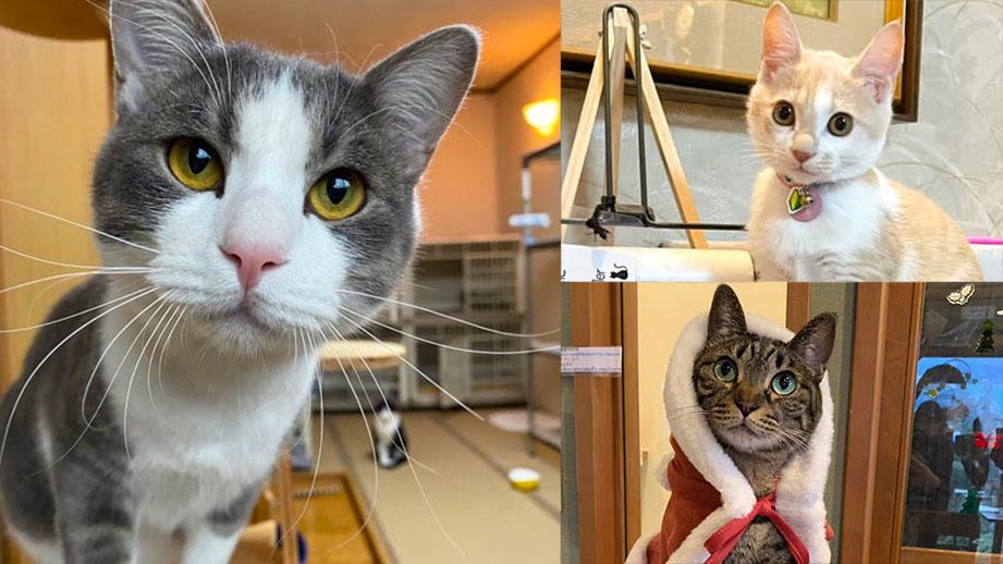 【2023年】全国の宿 自慢の看板猫ランキング