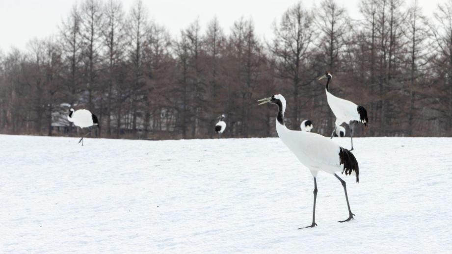 釧路湿原タンチョウヅル
