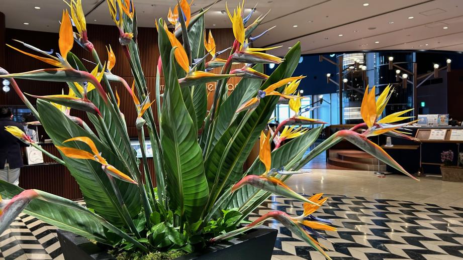 琵琶湖ホテルロビーを飾るストレリチア