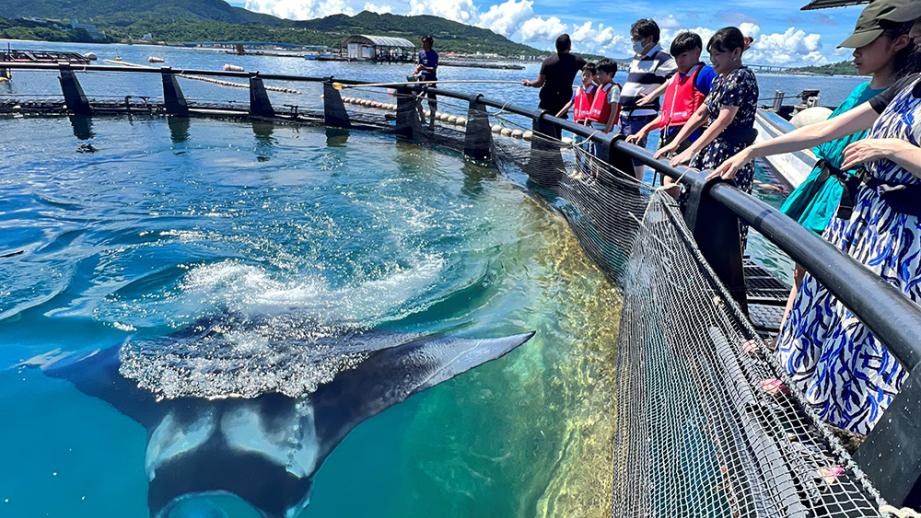 マンタやサメの飼育観察体験ツアー付宿泊プラン