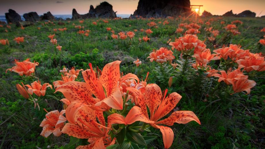 藻浦崎公園の岩ユリ