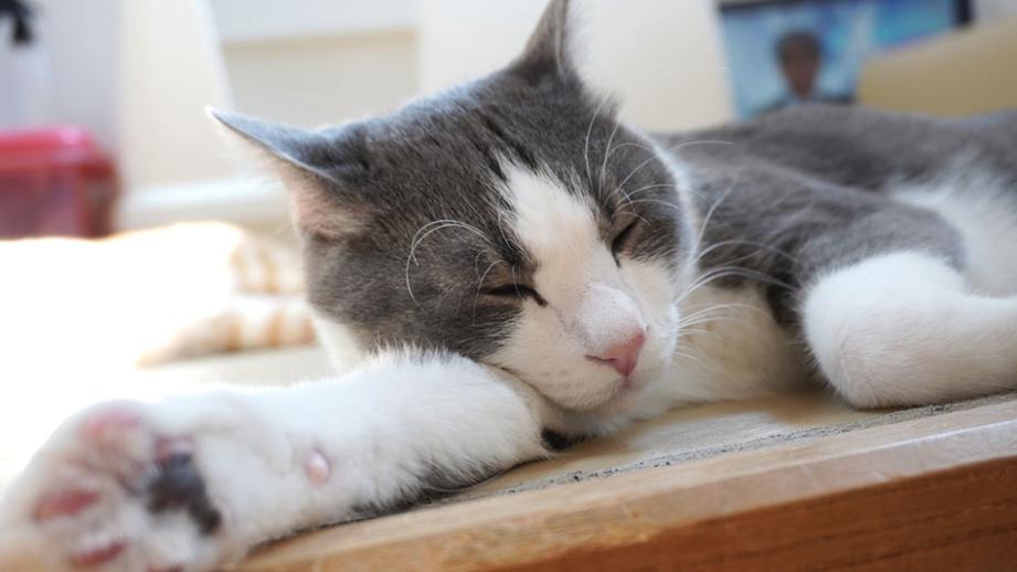 別府温泉　新玉旅館