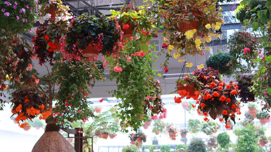 HANA・BIYORIフラワーシャンデリア