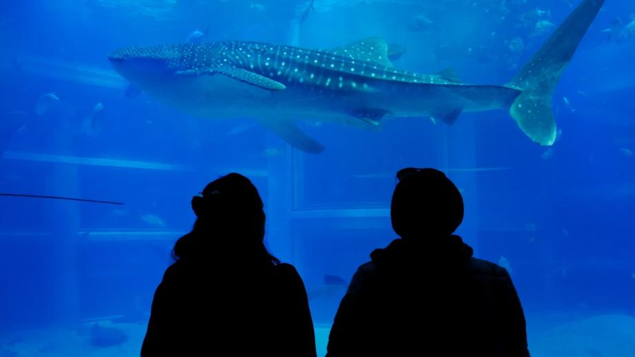 【2023年版】関西のおすすめ水族館13選！