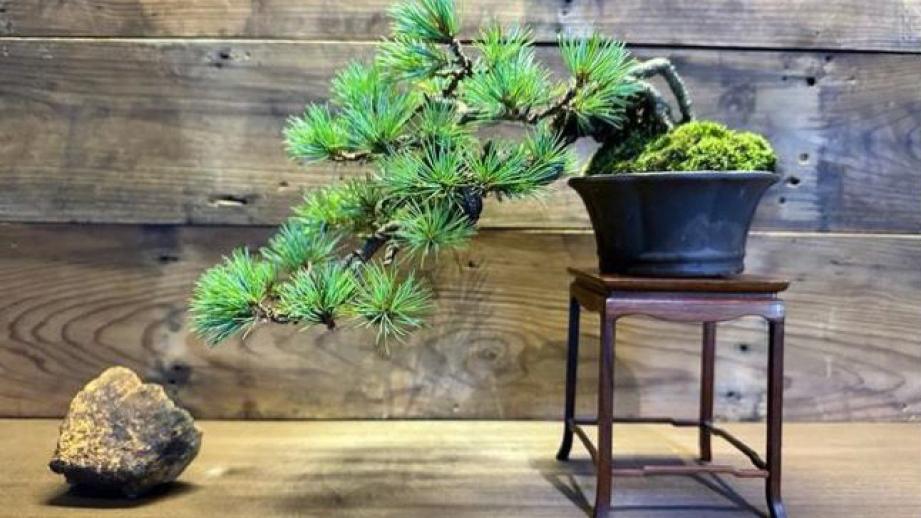 福島市内10カ所で盆栽の魅力を堪能「BONSAIジャック・プロジェクト」