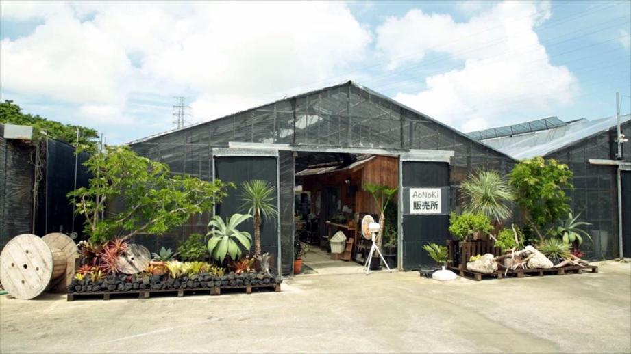 AoNoKi（アオノキ）