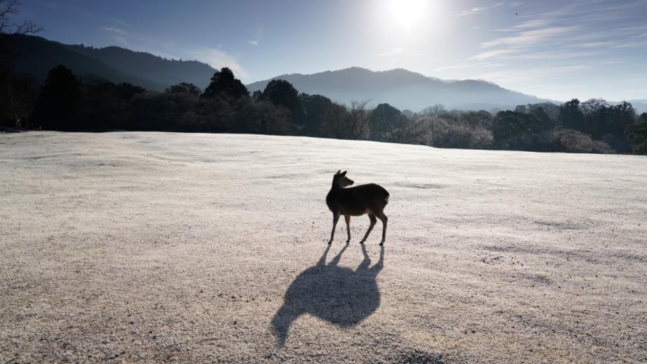 春日大社境内 火野