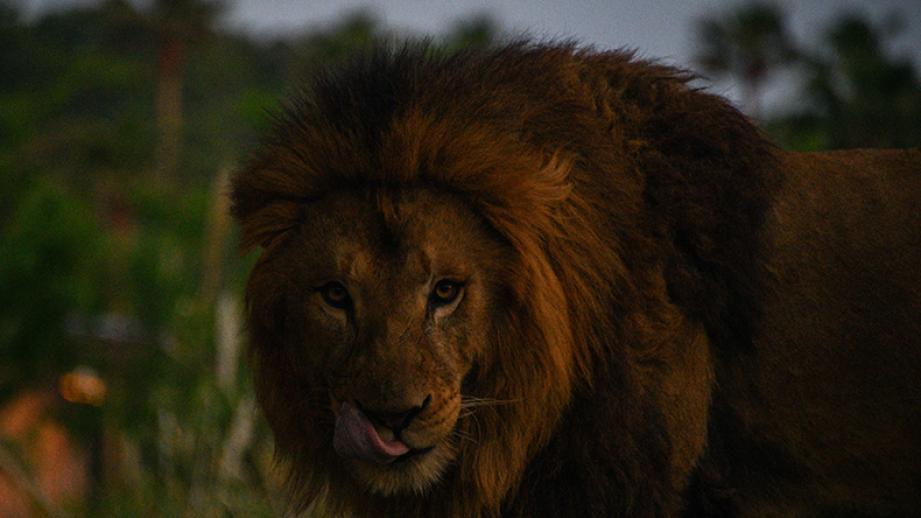 和歌山「アドベンチャーワールド」で夜の動物を見られるナイトサファリ