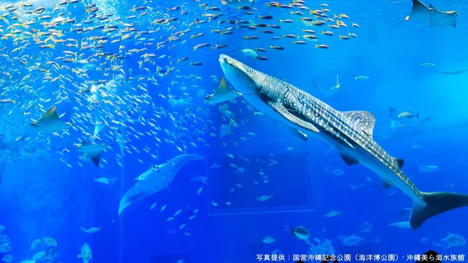 沖縄美ら海水族館