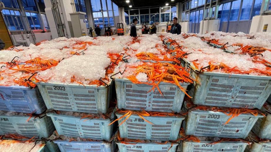 鳥取県境港市に日本唯一のベニズワイガニ専用市場が誕生！競り見学もできる超巨大施設に潜入