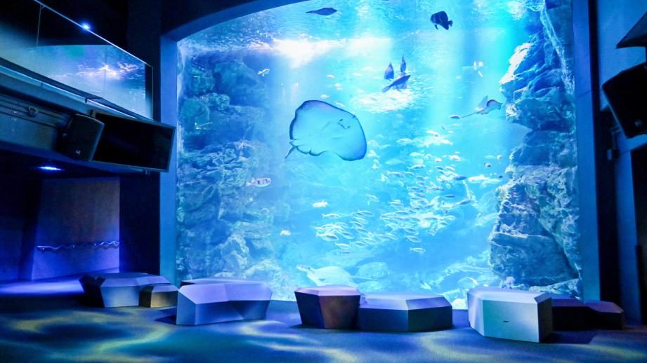 京都水族館最大の水槽「京の海」エリアがリニューアル