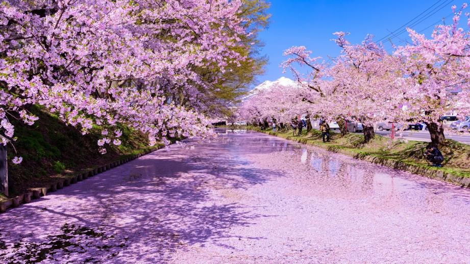 弘前公園の桜