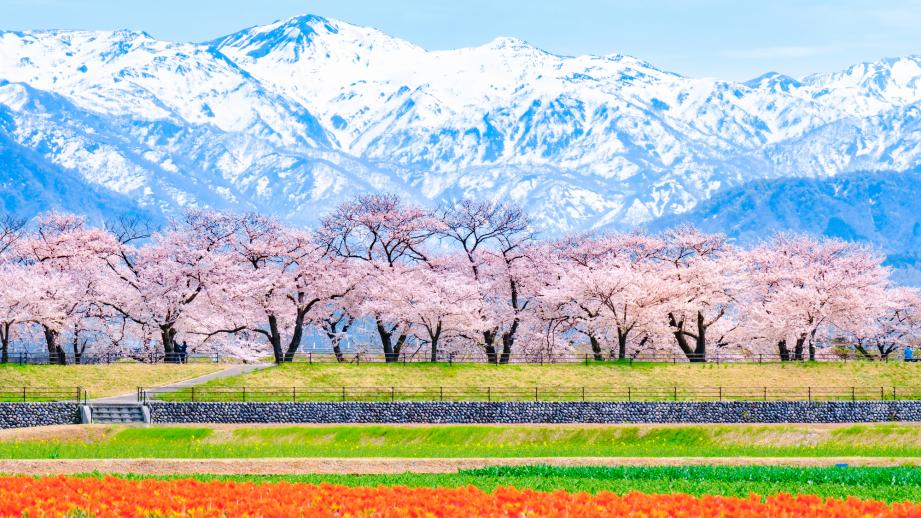 あさひ舟川「春の四重奏」