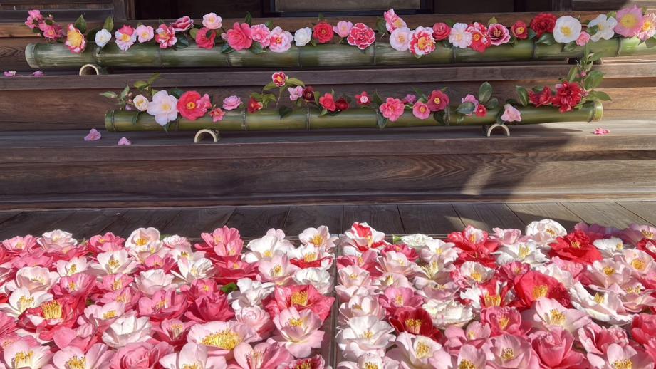 京都・霊鑑寺 椿