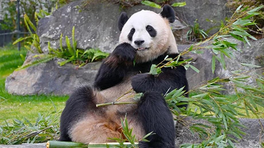 和歌山「アドベンチャーワールド」ジャイアントパンダ