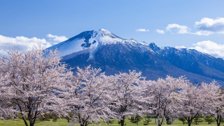 松尾総合運動公園の桜