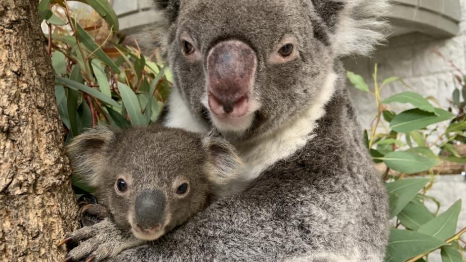 淡路島「淡路ファームパークイングランドの丘」でコアラの赤ちゃんが誕生！