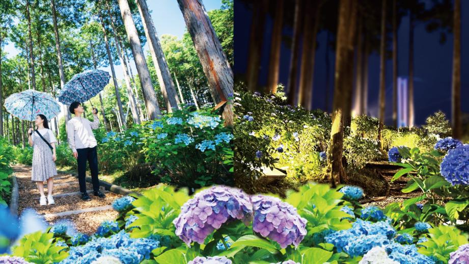 オリジナル品種や限定スイーツ、ライトアップも！三島スカイウォークあじさい祭