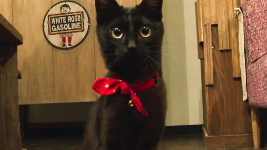 皆生温泉街にある保護猫カフェ「Kuro」11匹の猫に囲まれる癒しの時間が過ごせた｜米子市