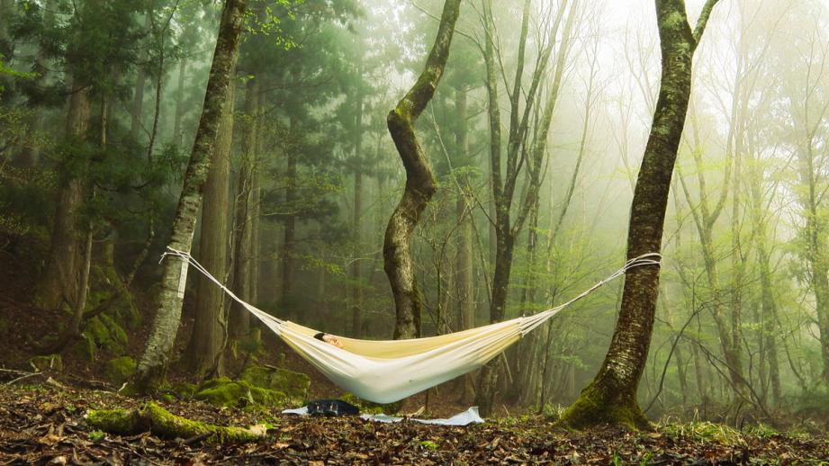 鳥取県智頭町で森林セラピー！森の爽やかな空気の中で心も体もリフレッシュ！
