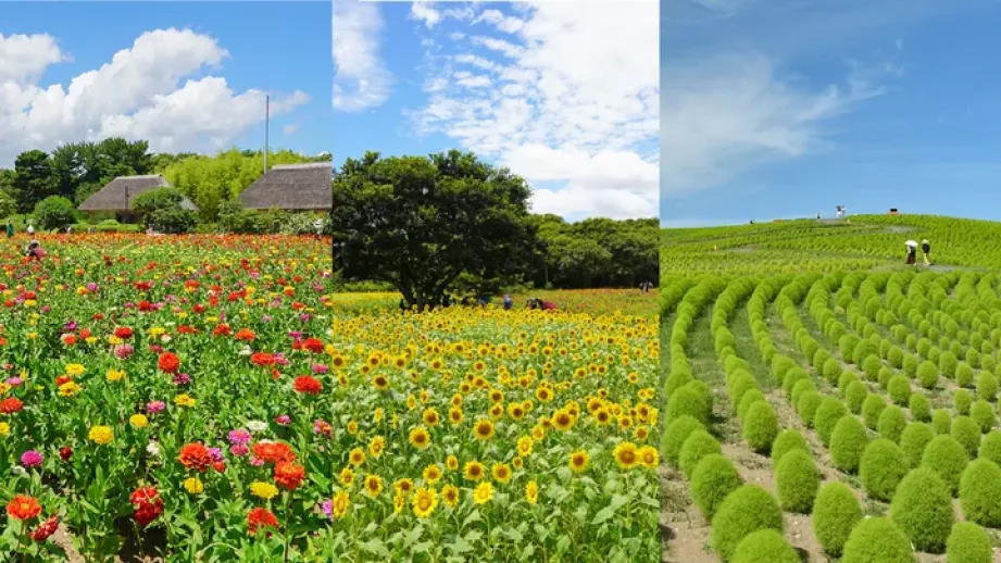 花畑や限定スイーツも！茨城・国営ひたち海浜公園で「とびっきり！夏フェア！」開催中