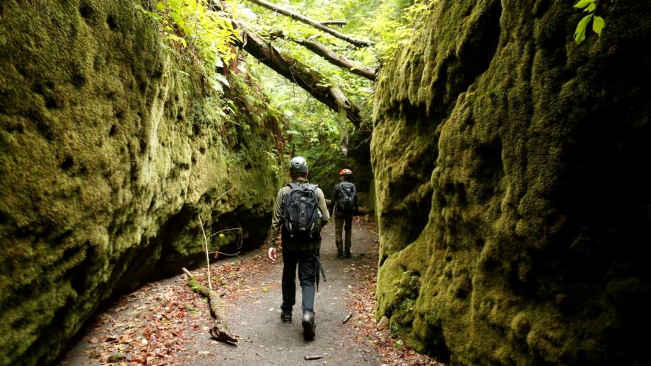 ＜苔の回廊＞ツアーのイメージ