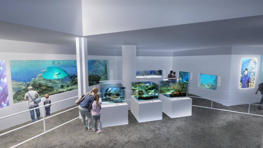 兵庫・城崎マリンワールドの魚類展示エリアの水槽がキューブ型に一新