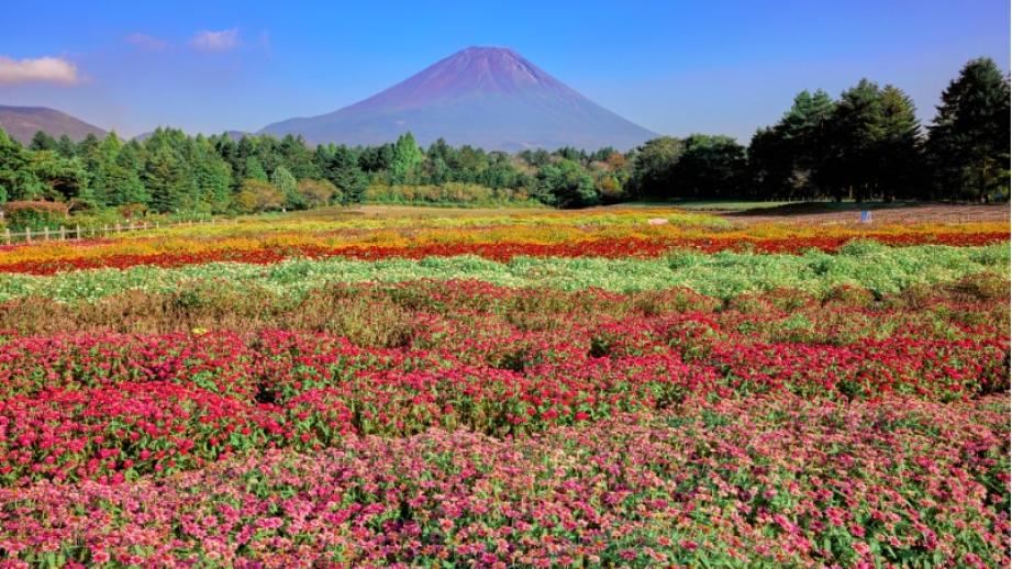「虹の花まつり」2023年開催の様子