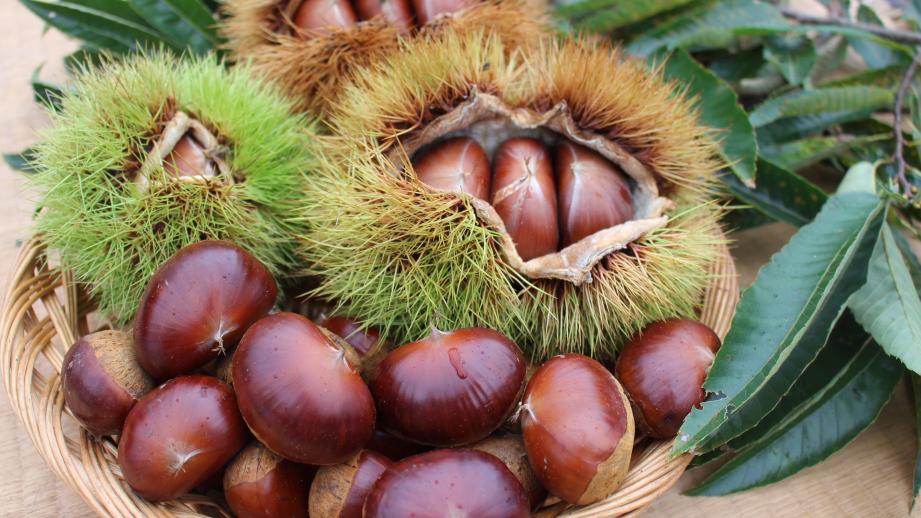 兵庫・丹波篠山市で秋の味覚「丹波栗」の収穫始まる