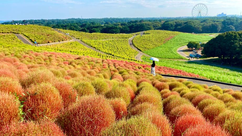 秋は花絶景いばらきへ！魔法のような絶景＆グルメ＆体験を大満喫する茨城1日プラン