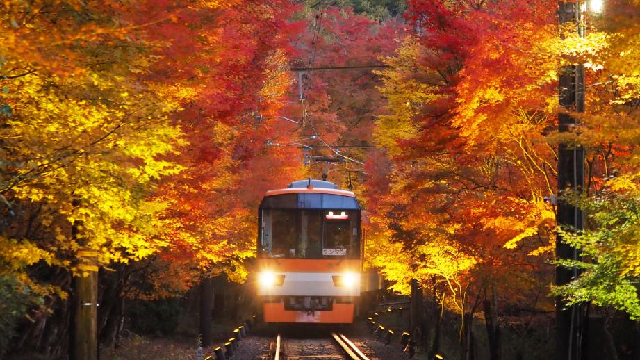 「京の奥座敷・貴船もみじ灯篭」もみじのトンネル