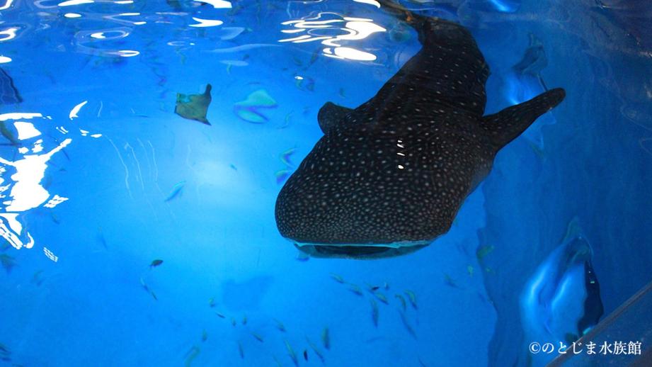 ジンベエザメにまた会える！【のとじま水族館】地震から9か月で待望の展示再開