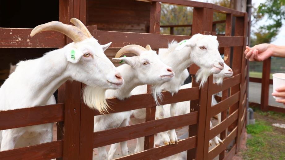 らくのうマザーズ 阿蘇ミルク牧場