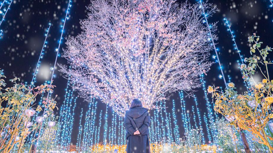全国一位の「あしかがフラワーパーク」イルミネーション「光の花の庭」が開催中