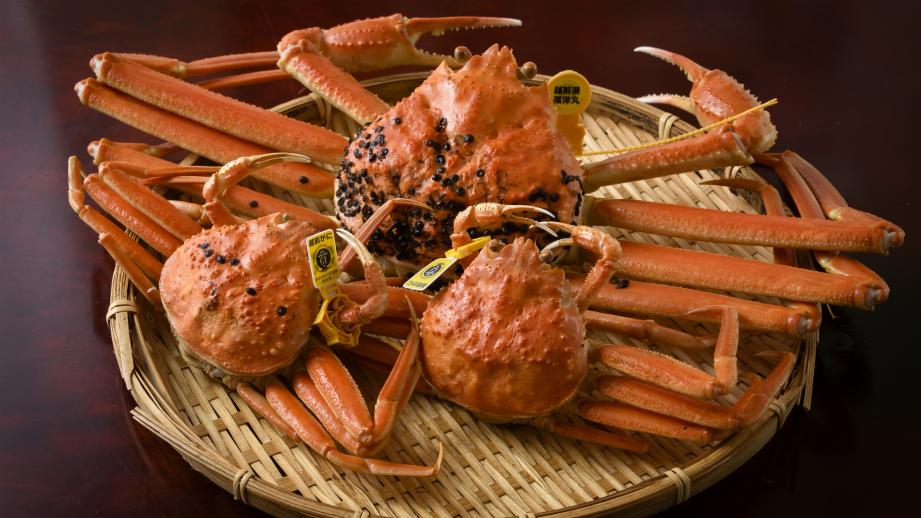 越前がにとメスのセイコガニ