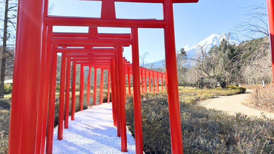 富士山を背景にした「絶景千本鳥居」が山梨県「忍野しのびの里」に誕生