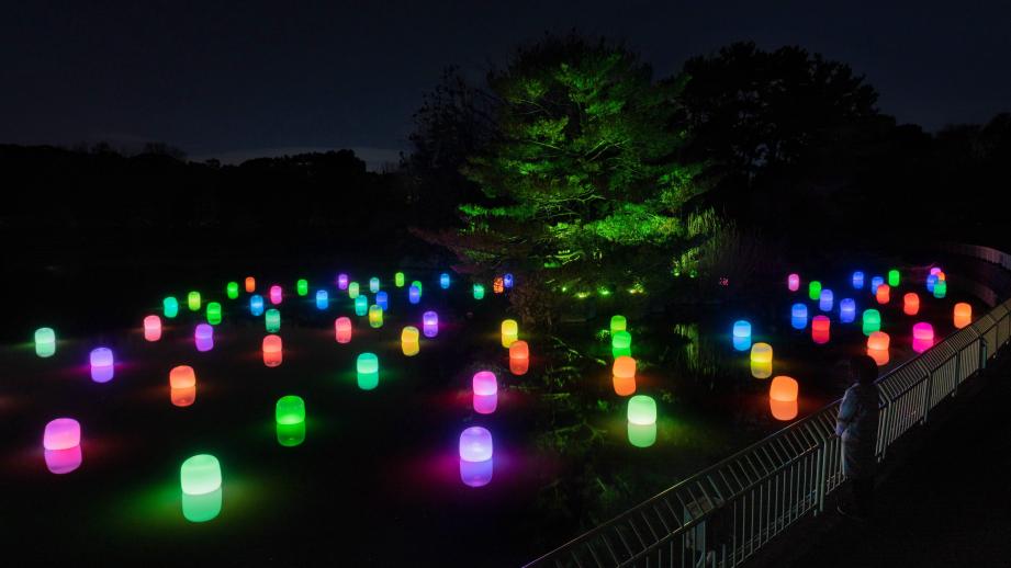 大阪・長居植物園の「チームラボ」常設展で大池を彩るランプ作品が公開