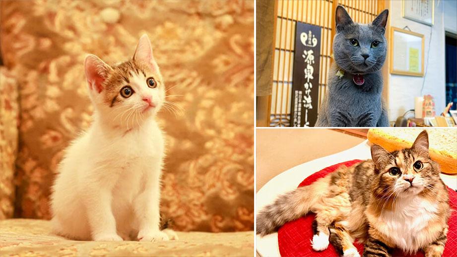 2025年 看板猫ランキング