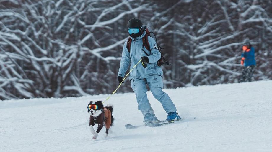 ワンちゃんとゲレンデを疾走！ 長野「黒姫高原スノーパーク」が営業開始