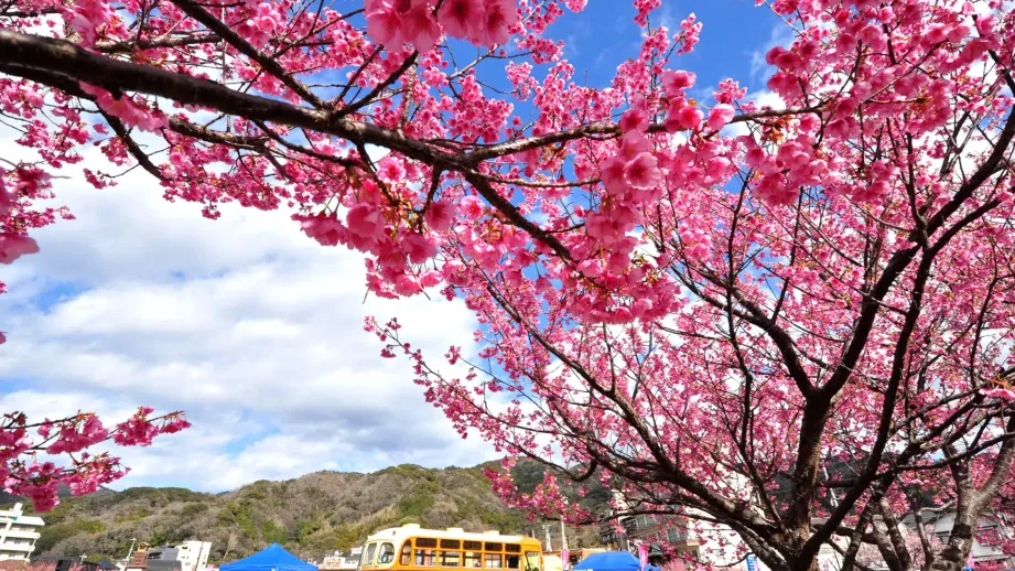 新タワーも登場！西伊豆に日本一早い桜便り！1月18日「土肥桜まつり」スタート