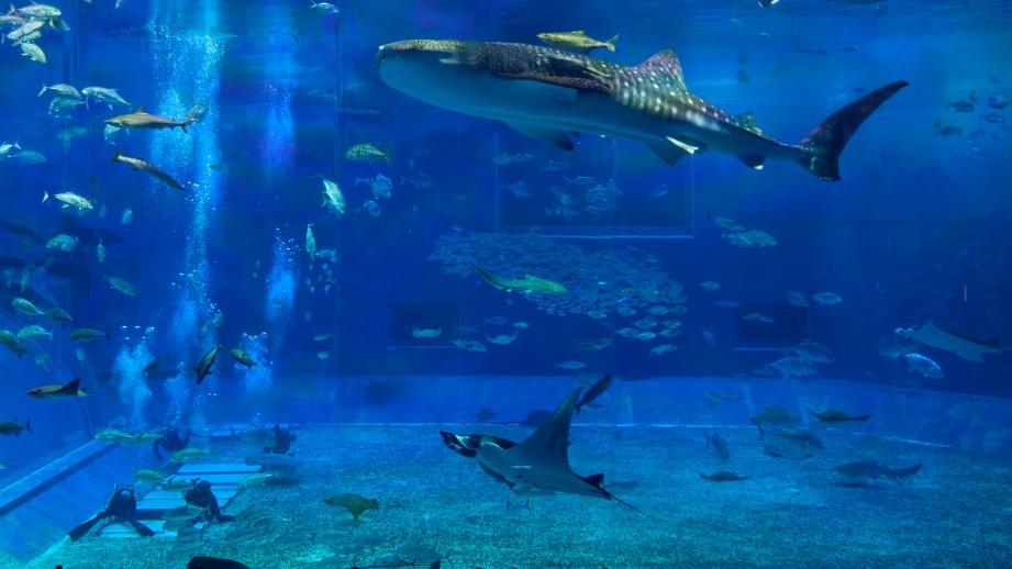 沖縄美ら海水族館