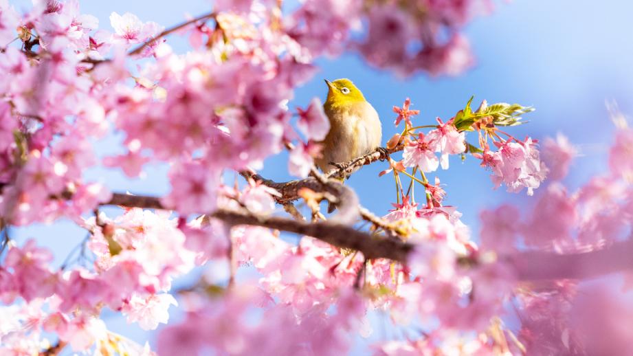 豊後水道河津桜