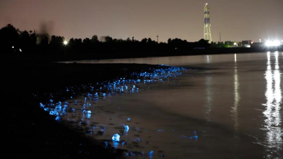 きらめく光の波を船上から【滑川ほたるいか海上観光】神秘の光景をほたるいかグルメと一緒に