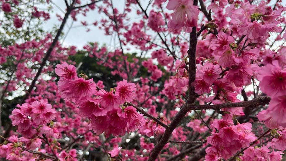 沖縄の桜前線は大自然と融合し世界遺産ではライトアップ！特別なひとときを「琉球寒緋桜」で体験（本部町・今帰仁村）