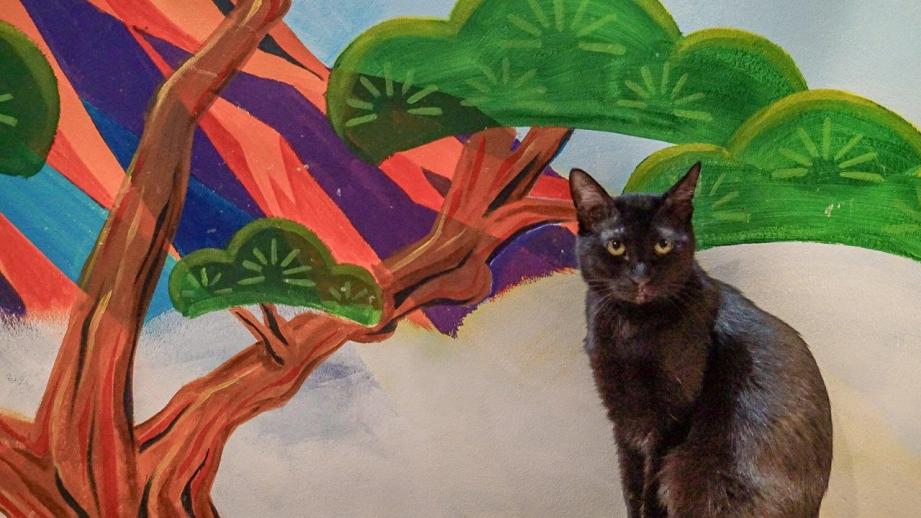 ねこ浴場＆ねこ旅籠保護猫カフェネコリパブリック大阪