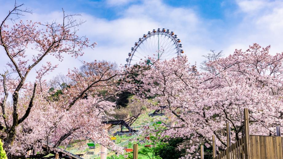 「さがみ湖MORI MORI」さがみ湖桜まつり1