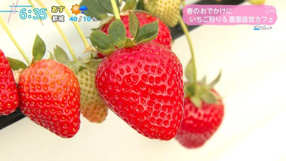 【宮崎】春のお出かけにぴったり！食べ放題のいちご狩り＆直営カフェ（宮崎市郡司分）