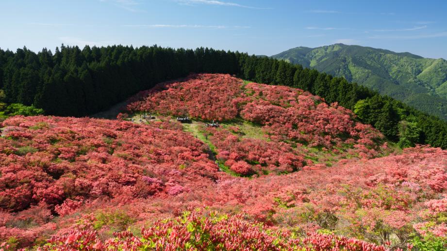 葛城山のツツジ