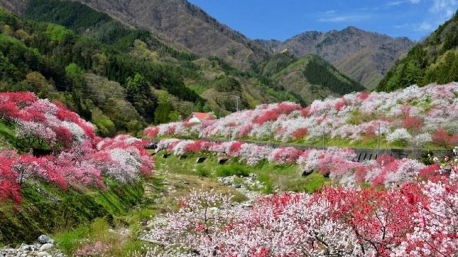 長野県阿智村「花桃まつり」