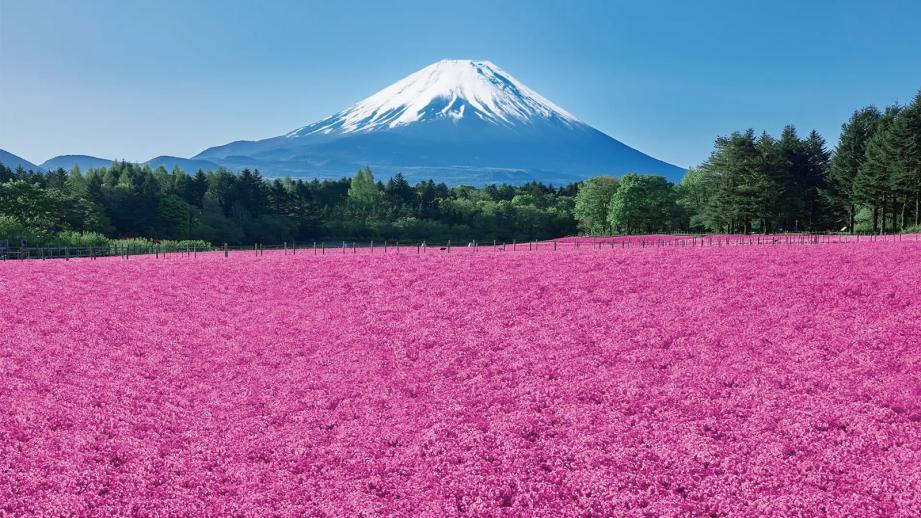富士芝桜まつり
